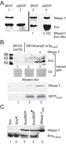Figure 7. Enolase-SR7P co-elutes significant amounts of RNase Y and RNase Y promotes binding of enolase to SR7P