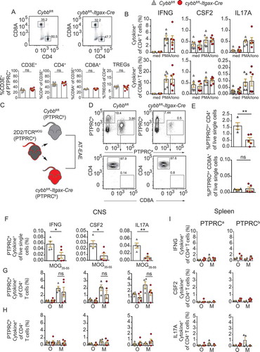 Figure 4. CYBB deficiency in ITGAX+ cDCs limits the accumulation of myelin-reactive CD4+ T cells within the CNS. (A) Representative density plots depicting splenic CD8A+ and CD4+ T cell subsets in Cybbfl/fl and cybbfl/fl-Itgax-Cre animals at steady-state (upper panels). Frequencies of splenic T cells (CD3+ of PTPRC+) and T cell subsets (CD8A+, CD4+ of CD3E+ and FOXP3+ IL2RA+ TREGs of CD4+ CD3E+) in Cybbfl/fl (gray triangles) cybbfl/fl-Itgax-Cre (red circles) mice at steady-state (lower panels). Each data point represents one individual animal. Pooled data of 2 independent experiments is shown. Statistical analysis: Unpaired two-tailed Student t-test was applied. Mean ± SEM is depicted. ns, not significant: P > 0.05. (B) Frequencies of Cybbfl/fl- (gray triangles) and cybbfl/fl-Itgax-Cre-derived (red circles) proinflammatory cytokine (IFNG [left], CSF2/GM-CSF [middle], and IL17A [right]) producing splenic CD4+ (upper) and CD8A+ (lower) T cells were analyzed via intracellular cytokine staining upon stimulation with PMA/ionomycin (PMA/Iono). Each dot represents an individual animal. Pooled data of 2 independent experiments is shown. med; medium control. (C) PTPRCa congenic 2D2/TCRMOG mice were adoptively transferred into either PTPRCb congenic Cybbfl/fl (gray) or PTPRCb congenic cybbfl/fl-Itgax-Cre (red) mice to induce passive EAE. (D) Representative contour plots depicting relative fractions of PTPRCa+ and PTPRCb+ cells in the CNS (upper) and relative fractions of CD4+ and CD8A+ cells among PTPRCa+ cells (lower). (E) Quantified CNS frequencies of CD4+ PTPRCa+ and CD8A+ PTPRCa+ cells among live single cells in Cybbfl/fl (gray triangles) and cybbfl/fl-Itgax-Cre (red circles) mice upon adoptive transfer EAE. Each data point represents an individual animal. Experiment was terminated after the first animal reached day 3 post-onset. Statistical analysis: Unpaired two-tailed Student t-test was applied. Mean ± SEM is depicted. ns, not significant: P > 0.05; **P < 0.005. Quantified CNS frequencies of proinflammatory cytokine-producing PTPRCa+ CD4+ T cells among live single cells (F) upon ex vivo antigen challenge. Quantified CNS (G, H) and spleen (I) frequencies of cytokine-producing cells among CD4+ T cells upon ex vivo antigen challenge. Each data point represents an individual animal. Statistical analysis: Unpaired two-tailed Student t-test was applied. Mean ± SEM is depicted. ns, not significant: P > 0.05; *P < 0.05; **P < 0.005. O, OVA323–339 peptide; M, MOG35–55 peptide