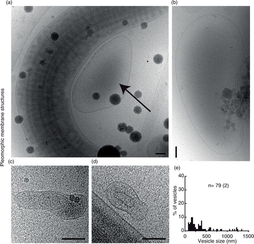 Fig. 4.  Pleomorphic membrane structures – a diverse group of membrane compartments. (a) A large membrane-bound structure in close apposition to a sperm tail. (b) A large membrane compartment. (c) A tubular membrane structure containing a larger vesicle containing 2 smaller vesicles. (d) A figure 8-shaped membrane compartment containing a smaller oval membrane compartment. (e) Size distributions of pleomorphic membrane compartments. Scale bars=50 nm.