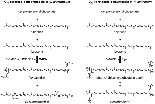 Figure 1. Biosynthetic pathways of C50 carotenoids in C. glutamicum and H. salinarum. The prenyltransfer reactions catalyzed by lycopene elongases CrtEb and Lye are indicated by the broad arrows.