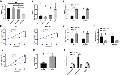 Figure 2 Role of LncRNA NEAT1 in retinoblastoma. (A) LncRNA NEAT1 in retinoblastoma. (B) Expression of three designed and synthesized si-NEAT1. (C) Relative expression of LncRNA NEAT1 in cells transfected with si-NEAT1#2. (D) Cell proliferation after transfection of si-NEAT1#2. (E) Change of cell penetrating membrane number after si-NEAT1#2. (F) Apoptosis rate after si-NEAT1#2. (G) Volume changes after tumor allograft. (H) Tumor quality of nude mice after tumor allografting and execution. (I) Expression of LncRNA NEAT1, miR-148b-3p, ROCK1 in tumor tissues of nude mice. * indicates that P<0.05, ** indicates that P<0.01.