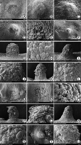 Figure 1. Morphological structures of G. biloba tentpole during development and fertilization. (A) Micropylar end of female gametophyte at ~55 d after pollination. (B, C) Gradually protruding tentpole consisting of small cells. (D) Cylindrical tentpole at ~110 d after pollination. (E) Irregularly shaped cells of tentpole. (F) Distribution of tentpole and archegonia. (G, H) Loosely ranged superficial cells at ~120 d after pollination. (I) Tilted tentpole at ~130 d after pollination. (J) Upper cells of the tentpole at ~130 d after pollination. (K, L) Wrinkled cells of tentpole. (M-Q) Membranous debris on tentpole surface. (R, S) Layer of membranous substance on tentpole surface. (T) Tentpole and embryo at ~150 d after pollination. (U) Tentpole surface at ~150 d after pollination. A, Archegonium; E, embryo; T, tentpole.