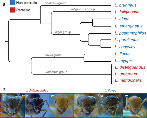 Figure 1. a, Phylogeny of the studied Lasius species, manually re-drawn based on Seifert (Citation2020), Maruyama et al. (Citation2008), Blatrix et al. (Citation2020) and Boudinot et al. (Citation2022). b, Pictures of the head of individuals (Q = queen, M = male, W = worker) from two of the studies species (one parasitic and one non-parasitic).