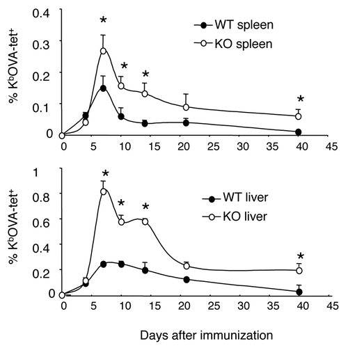 Figure 1. Kinetics of CD8+ T cell responses to antigen stimulation. Wild type (WT) and B7-H1-deficient (KO) mice were immunized (i.p.) with OVA plus poly I:C. Kb/OVA tetramer was used to identify antigen-specific CD8+ T cells in spleen and liver at the indicated times after immunization. Data show the percentage of tetramer+ CD8+ T cells (mean ± SD of three mice per time point). One of two independent experiments is shown. * p < 0.05 compared with WT mice.