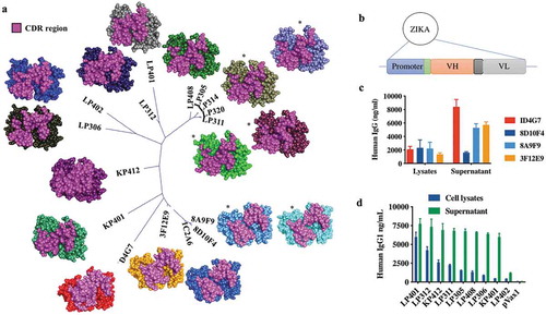 Figure 2. Comparison of Zika envelope antibodies by CDR phylogeny and molecular modeling.