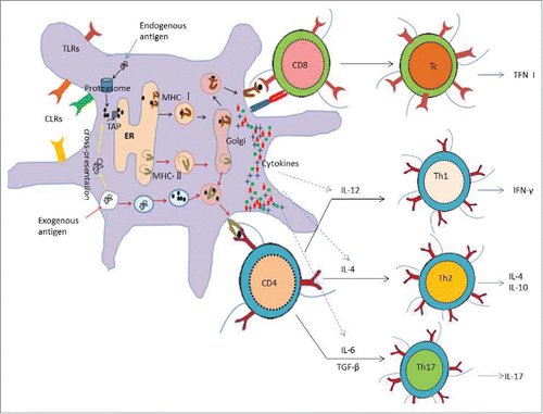 Figure 2. Antigen processing and presentation of DCs and the activation of T cells As the professional antigen-presenting cells, DCs are able to capture, process and present both exogenous antigens and endogenous antigens. Exogenous antigens are degraded to be oligopeptides in the endocyst, and then presented by MHC-II molecules to the surface of DCs for recognization of CD4 T cells; while endogenous antigens are degraded to be oligopeptides in the cytoplasm, subsequently presented by MHC- Imolecules to the surface of DCs for recognization of CD8 T cells. CD8 T cells are activated to be CTL, which have strong ability to kill target cells through medium such as TNF, IFN-γetc. However, CD4 T cells are activated to be Th cells, which can be regulated by a variety of cytokines secreted by DCs. For example, IL-12, the main cytokine, promotes Th1 immune response, which may be inclined to the humoral immunity and secret IFN-γ; On the contrary, IL-4 promotes Th2 immune response, which may tend to the humoral immunity by secreting IL-4, IL-5, IL-10 and IL-13. In addition, IL-6 promotes Th17 immune response, which may activate neutrophils and boost the local inflammatory responses by secreting cytokines such as IL–17 and IL–22. What's more, DCs surface exists varieties of receptors such as TLRs and CLRs, which may be convenient for DC targeting.