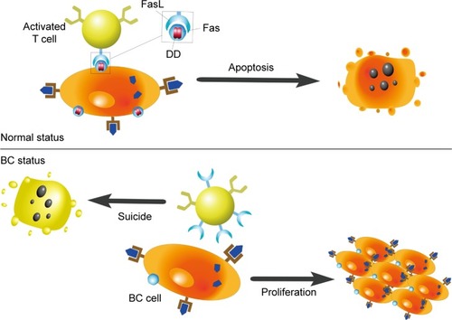 Figure 2 Influences of Fas/FasL system on apoptosis.