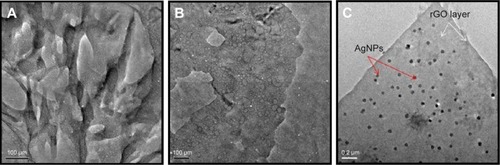 Figure 5 TEM images of (A) GO, (B) rGO, and (C) rGO–Ag nanocomposite.Abbreviations: TEM, transmission electron microscopy; GO, graphene oxide; rGO, reduced graphene oxide; AgNPs, silver nanoparticles.