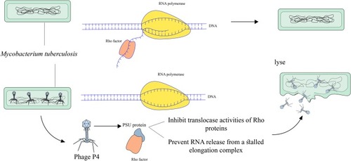 Figure 5 Overview of phage P4 mediated Mycobacterium tuberculosis lysis.