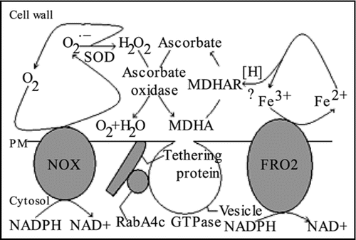Figure 1 Model for how GB-upregulated genes in roots of Arabidopsis could prevent ROS buildup in cell walls, preventing ROS signaling associated with chilling stress. Abbreviations used in the Figure are described in the text. SOD is superoxide dismutase.