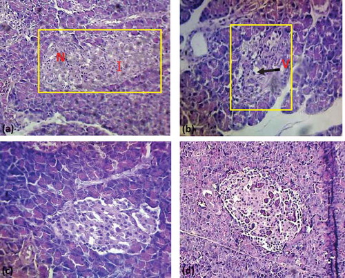 Figure 2. Histopathology of pancreas of experimental rats (a) Section from pancreas of normal rats showing normal histology of the islet. The islet cells have small, dark nuclei with granular cytoplasm [H & E × 400]; (b) Section from pancreas of diabetic rats showing atrophic islet. The islet cells have vacuolar degeneration [black arrow] [H & E × 400]; (c) Section from pancreas of glibenclamide treated rats showing normal histomorphology [H & E × 400]; (d) Section from pancreas of MEMP extract treated rats showing normal histomorphology [H & E × 400].N: Nucleus; I: Islets cells; V: Vacuolation.