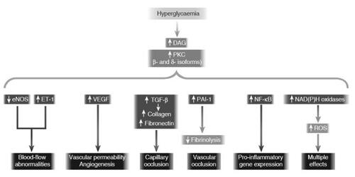 Figure 3 Consequences of hyperglycemia-induced activation of protein kinase C (PKC). Hyperglycemia increases diacylglycerol (DAG) content, which activates PKC, primarily the b- and d-isoforms. Activation of PKC has a number of pathogenic consequences by affecting expression of endothelial nitric oxide synthetase (eNOS), endothelin-1 (ET-1), VEGF, TGF-β, and plasminogen activator inhibitor-1 (PAI-1), and by activating NF-κB and NAD(P)H oxidases (CitationBrownlee 2001) (Adapted by permission from Macmillan Publishers Ltd: Nature, Vol. 414, 2001).