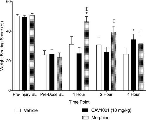 Figure 5 Effect of CAV1001 and morphine on pain induced weight bearing.Notes: Morphine compared to BL: +++: p<0.001, ++: p <0.006, +: p = not significant; CAV1001 compared to BL: *: p<0.003 (one-way ANOVA).