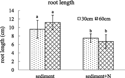 Figure 3. The root length (mean ± SE) of V. spinulosa growing on different sediments at two water depths. Different small letters above columns indicate significant differences between treatments.