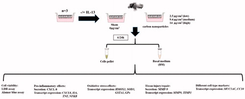 Figure 1. The flow chart of experimental strategy.