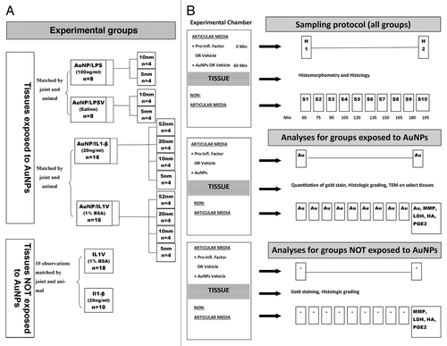 Figure 1. Experimental Protocol. (A) Schematic of the experimental groups. (B) Schematic of the experimental procedures (AuNPs = gold nanoparticles, Au = elemental gold, LPS = lipopolysaccharide, LPSV = LPS vehicle, IL-1β = interleukin-1β, IL1V = interleukin-1β vehicle, MMP = matrix metalloproteinase, LDH = lactate dehydrogenase, HA = hyaluronic acid, PGE2 = Prostaglandin E2)