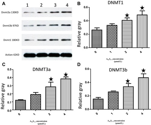 Figure 7 As2S2 increased the protein expression of DNMTs in SKM-1 cells. (A) SKM-1 cells were treated with As2S2 (0, 1, 2 and 4μmol/L) for 48 hours, and Western blotting was used to check protein levels of DNMT1, DNMT3a and DNMT3b. Gray values of DNMT1 (B), DNMT3a (C) and DNMT3b (D) were showed. Results were from three independent experiments. Each bar represents the mean ± SD of three independent experiments. *, P<0.05, compared with control group.