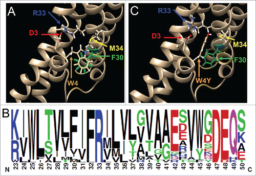 Figure 5. Structural model of the Cx40 NT-M1 domain interactions. (A) A molecular model of the wild-type Cx40 NT domain D3 and W4 interactions with conserved M1 domain R33 and F30 residues. The structure was derived by homology mapping the Cx40 sequence onto the Cx26 crystal structure from Maeda et al.Citation2 (B) A frequency histogram sequence logo of the M1 domain of 19 connexin proteins illustrating the highly conserved mid-M1 FIFR motif. (C) A molecular model of the Cx40 NT and M1 domain interactions after incorporation of the W4Y mutation. The hydrophobic ring interaction between W4Y and F30 is disrupted by the absence of the W4 pyrrole ring and insertion of a hydroxyl group. Residue D3 is pictured in red, R33 in blue, F30 in green, and W4 or Y4 in light brown or orange, and M34 in yellow.