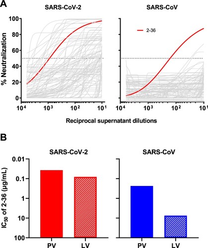 Figure 1. 2–36 neutralizes both SARS-CoV-2 and SARS-CoV. (A) Screening of mAb transfection supernatant for neutralizing activities against SARS-CoV-2 and SARS-CoV pseudoviruses. (B) 2–36 neutralization IC50 (µg/mL) against SARS-CoV-2 and SARS-CoV pseudoviruses (PV) as well as the live viruses (LV).