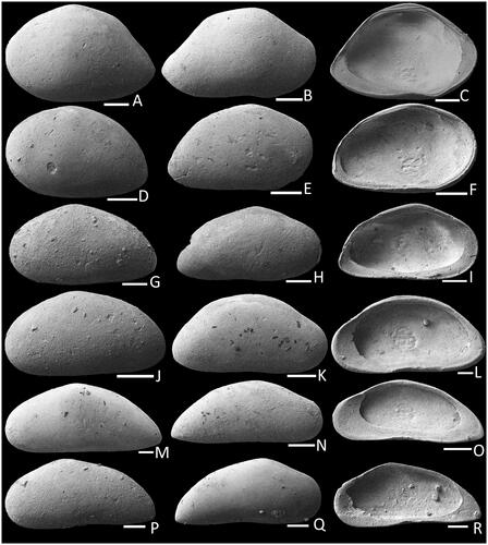 Fig. 4. Images of fossil Ostracoda. Neonesidea chapmani: A, (NMV P344537) FALV in external view; B, (NMV P344538) MARV in external view; C, (NMV P344539) FARV in internal view. Neonesidea australis: D, (NMV P344540) FALV in external view; E, (NMV P344541) MARV in external view; F, (NMV P344542) FJLV in internal view. Neonesidea chapminuta sp. nov.: G, Holotype, (NMV P344543) FALV in external view; H, Paratype, (NMV P344544) MARV in external view; I, Paratype, (NMV P344545) FALV in internal view. Tasmanocypris lochardi: J, (NMV P344549) FALV in external view; K, (NMV P344550) MARV in external view; L, (NMV P344551) FARV in internal view. Tasmanocypris salaputia sp. nov.: M, Paratype, (NMV P344546) FALV in external view; N, Paratype, (NMV P344548) MARV in external view; O, Holotype, (NMV P344548) MARV in internal view. Paracypris bradyi: P, (NMV P344552) FALV in external view; Q, (NMV P344553) FARV in external view; R, (NMV P344554) MALV in internal view. Scale bars = 200 µm in A–F, J–N;100 µm in G–I, O–R.