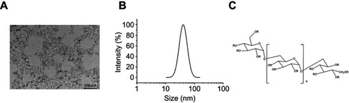 Figure 1 Characterization of FMT. (A) Transmission electron micrograph of FMT. (B) Hydration particle size of FMT was shown by dynamic light scattering. (C) Molecular formula of polymer compound coating the outer layer of FMT, where the R group is H or COOH.Abbreviations: COOH, carboxyl; FMT, ferumoxytol.