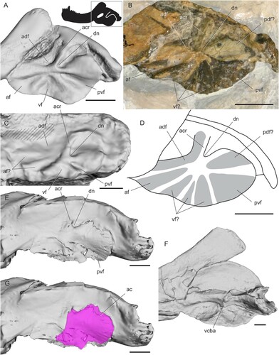 FIGURE 9. Surface and CT scans and photos of the angular region in therocephalians. A, Hofmeyria atavus (TM 254) in left lateral view; B, photo of cf. Ictidostoma sp. (BP/1/3155, right side mirrored) in lateral view; C, pristerognathid therocephalian CGP RMS 1185 in left lateral view; D, interpretive drawing of cf. Ictidostoma sp. (BP/1/3155, right side mirrored); E, Lycosuchus vanderrieti (MB.R.995) in left lateral view; F, Pristerognathus polyodon (SAM-PK-11942) in medial view, G, Lycosuchus vanderrieti (MB.R.995) with angular cleft overlay. Box on silhouette illustrates location of images. Areas filled with hashed lines indicate external mandibular fenestra. Abbreviations: ac, angular cleft; acr, angular crest; adf, anterodorsal fossa; af, anterior fossa; dn, dorsal notch; pdf, posterodorsal fossa; pvf, posteroventral fossa; vcba, ventral connection to body of the angular; vf, ventral fossa. Scale bars equal 1 cm.