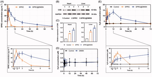 Figure 4. The supplementations promoted endogenous H2S release in plasma through CSE/H2S pathway after single administration. (A) The plasma concentration of SPRC within 72 h (above) and first 12 h (below). (B, C) Supplementations could elevate the CSE expression in heart and liver. (D) Administration of DMSN did not influence the H2S level in vivo, but (E) the administration of SPRC or SPRC@DMSN could elevated the plasma H2S concentration within 72 h (image of the first 12-h H2S plasma concentration was shown at bottom). SPRC or SPRC@DMSN were single oral administrated at dosage of 100 mg kg−1 according to rats’ body weight (n = 6, mean ± SD).