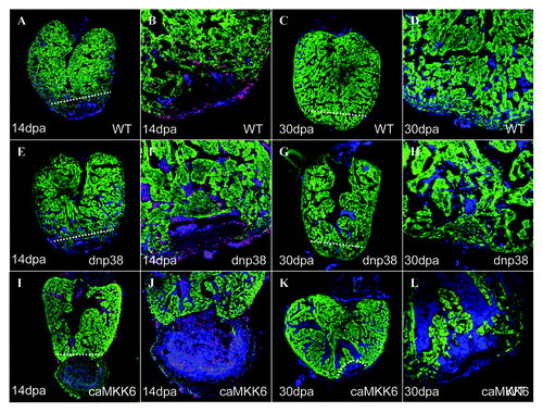 Figure 3. Expression of caMKK6 in all cardiomyocytes effectively blocks zebrafish heart regeneration. A 14dpa wild-type regenerating heart immunolabeled for GFP (green), BrdU (red) and DAPI (blue), the white dashed line indicates the plane of amputation (A). The same heart at higher magnification (B). A 30dpa wild-type regenerating heart immunolabeled for GFP (green), BrdU (red) and DAPI (blue), the white dashed line indicates the plane of amputation (C). The same heart at higher magnification (D). A 14dpa dnp38α MAPK regenerating heart immunolabeled for GFP (green), BrdU (red) and DAPI (blue), the white dashed line indicates the plane of amputation (E). The same heart at higher magnification (F). A 30dpa dnp38α MAPK regenerating heart immunolabeled for GFP (green), BrdU (red) and DAPI (blue), the white dashed line indicates the plane of amputation (G). The same heart at higher magnification (H). A 14dpa caMKK6 regenerating heart immunolabeled for GFP (green), BrdU (red) and DAPI (blue), the white dashed line indicates the plane of amputation (I). The same heart at higher magnification (J). A 30dpa caMKK6 regenerating heart immunolabeled for GFP (green), BrdU (red) and DAPI (blue), the white dashed line indicates the plane of amputation (K). The same heart at higher magnification (L).