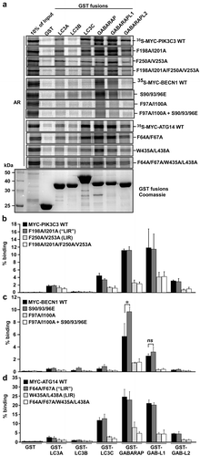 Figure 2. Verification of functional LIR motifs in PIK3C3, BECN1 and ATG14. The putative core LIR motifs, identified using peptide array analysis, were mutated by site-directed mutagenesis in the context of the full-length protein. Point mutations of both the aromatic residue and the conserved hydrophobic position were introduced in order to replace these residues with alanine. The impact of mutating the LIR motifs was then assessed in GST-pulldown analyzes with recombinant GST-Atg8 homologs and in vitro-translated 35S-labelled Myc-tagged PIK3C3, BECN1 and ATG14. Phosphomimetic mutations of the previously identified important serines (S90E, S93E and S96E) of BECN1 were made and tested for functionality with the identified LIR motif FTLI or a LIR mutant. (a) Autoradiographs (AR, top panels) and Coomassie Brilliant Blue-stained immobilized GST or GST-fusion proteins (bottom panel) are shown. (b-d) Quantifications of the binding of wild-type and mutant constructs to the GST-Atg8 proteins is presented as percentage binding relative to the 10% input. There is a significant increase in binding of the phosphomimetic mutant of BECN1 in (c). Data information: Means ± SD of 3 independent experiments. Significant P value is indicated as * = P value is 0.017 (Student´s two-tailed, unpaired t-test). ns, not significant.