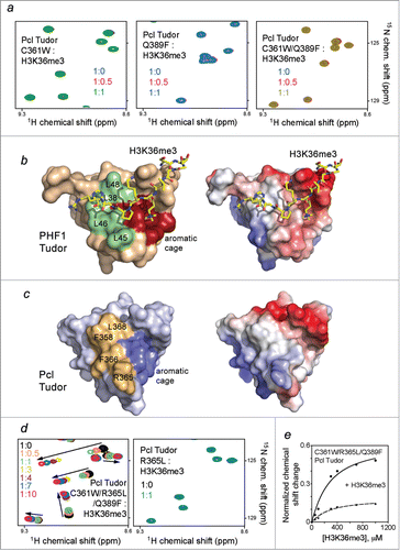 Figure 2. The aromatic cage is necessary but not sufficient for Pcl Tudor to bind H3K36me3. (A) Superimposed 1H, 15N HSQC spectra of indicated Pcl Tudor mutants color coded according to the protein:H3K36me3 peptide molar ratio. (B) Structure of the PHF1 Tudor domain bound to H3K36me3 peptide (yellow sticks) (PDB 4HCZ) with the aromatic cage residues in red and the hydrophobic patch residues in pale green. Electrostatic surface potential of the PHF1 Tudor domain is shown on the right with acidic and basic surfaces colored red and blue, respectively. (C) Structure of apo- Pcl Tudor (PDB 2XK0), with the aromatic cage and hydrophobic patch residues colored blue and mustard yellow, respectively. Electrostatic surface potential of the Pcl Tudor domain is shown on the right. (D) Overlaid 1H, 15N HSQC spectra of the indicated mutants of Pcl Tudor recorded in the presence of increasing concentrations of H3K36me3. (E) Representative binding isotherms used to determine binding affinity of C361W/R365L/Q389F Pcl Tudor for H3K36me3 via normalized CSPs.
