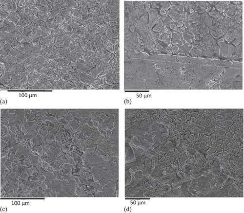Figure 1. SEM images of surfaces of inner and outer surfaces of SS 304 (a and b, respectively) and similarly for SS 316 (c and d), showing the effect of pickling on the surface with preferential etching of the grain boundaries. Abrasive damage was also present on the outer surfaces (b and d) occurring during standard handling and transportation.