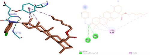 Figure 5. Binding modes of compound III6 with NF-κB in 3D and 2D diagram. The H-bond interactions with compounds are shown in green, and alkyl-bonds are shown in pink.