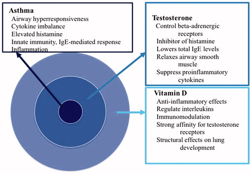 Figure 1. Vitamin D and testosterone modulation on asthmatic disease: potential mechanisms [Citation1,Citation5,Citation52,Citation55,Citation56,Citation65,Citation66].