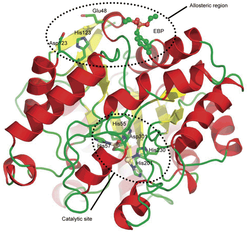 Figure 7.  Crystal structure of PTE. Cartoon view of the crystal structure of PTE-Cd/Cd (pdb code 1PSC). α-Helixes are in red and β-sheets in yellow. The allosteric ligand EBP is represented in ball and stick. Residues from the putative Zn binding site and the catalytic site are in stick.