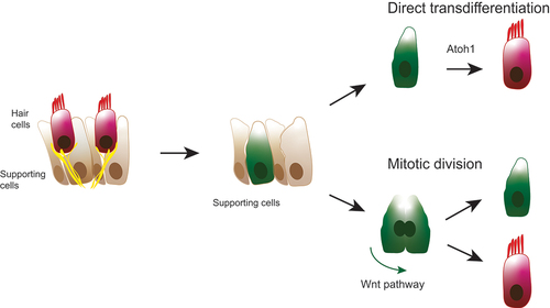 Figure 2. Hair cell regeneration principles. Direct transdifferentiation or mitotic, asymmetric division of supporting cells.