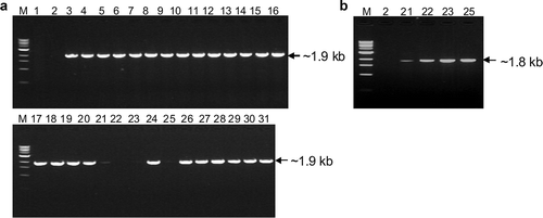 Fig. 1. RT-PCR detection of Prunus necrotic ringspot virus (PNRSV) isolates from Canada. (a), Amplified PCR products showing the near-full-length genomic RNA3 segment with primers RNA-R and RNA3-F. (b), Products with primers RNA-R and RNA3-F1. M, molecular weight markers; 1, water control; 2, negative control; 3 through 19, Chr1 through Chr18 (except Chr3); 20 through 31, Pch1 through Pch13 (except Pch12). Isolates Chr3 and Pch12 were shown positive in initial RT-PCR tests with primers RNA-R and RNA3-F and were not repeated here. M: 1kb DNA ladder marker.