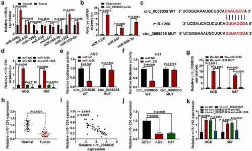 Figure 3. MiR-1256 was a target of circ_0008035. (a, b) The relative miRNA expression was detected by qRT-PCR. (c) The binding sites between circ_0008035 and miR-1256. (d) QRT-PCR was used to detect the expression of miR-1256. (e, f) Dual-luciferase reporter assay was performed to confirm the association between circ_0008035 and miR-1256. (g) RNA pull down was performed to measure the interaction between circ_0008035 and miR-1256. (h) QRT-PCR was used to detect the expression of miR-1256 in GC tissues. (i) Pearson’s correlation analysis. (j, k) QRT-PCR was used to detect the expression of miR-1256 in GC cells.