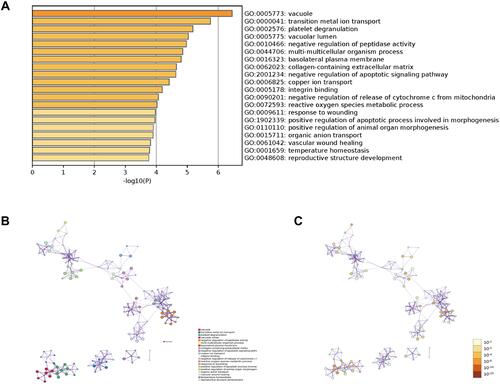 Figure 4 Gene Ontology (GO) enrichment analysis of differentially expressed genes. (A) The top 20 GO enrichment terms were listed in the bar graph. (B) Network of the top 20 enriched terms colored by clusters. (C) Network of the top 20 enriched terms colored by P-value.