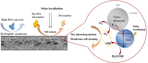 Figure 17. Schematic diagram for antifouling and self-cleaning mechanisms of the photocatalytic membrane (PVDF-CND/TiO2) [Citation40].