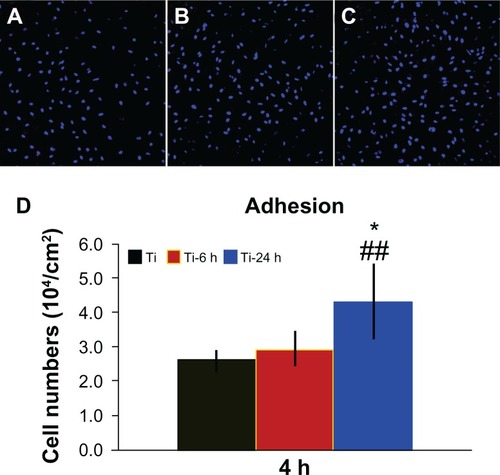 Figure 7 Cell adhesion ability assay. Adhesion ability of BMMSCs was analyzed by counting stained nuclei with DAPI under a confocal laser scanning microscope after 4 hours of incubation. The upper panel shows CLSM images of BBMSCs on three substrates (A–C). Statistical results for adhesive cell numbers is shown in the lower panel (D).Notes: ##P < 0.01 versus Ti control group; *P < 0.05 versus Ti-6 h group.Abbreviations: DAPI, 4′, 6-diamidino-2-phenylindole dihydrochloride; Ti, control titanium surface; Ti-6 h, small size nano-sawtooth surface, treated with 30 wt% H2O2 for 6 hours; BMMSCs, bone marrow mesenchymal stem cells; CLSM, confocal laser scanning microscope.