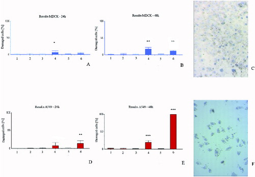 Figure 3. Membrane permeability test with trypan blue exclusion. MDCKII cells (A, B and C) and A549 cells (D, E and F) after 24 h (A and D) and 48 h (B, C, E and F) treatment. 1 – control; 2 – control with DMSO; 3 – cells with methanol extracts from in vivo plants; 4 – cells with chloroform extracts from in vivo plants; 5 – cells with methanol extracts from in vitro plants; 6 – cells with chloroform extracts from in vitro plants.
