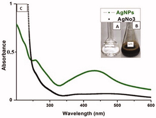 Figure 1. The variation of colour changes in tested compounds (A) before and (B) after the process of reduction of Ag + to Ag0 nanoparticles. (C) UV–Vis absorption spectra of AgNPs synthesized using aqueous pulp extract of C. fistula after 24 h.