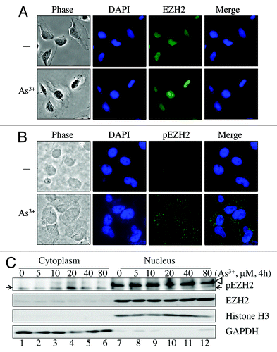 Figure 5. As3+ induces cytosolic localization of S21-phosphorylated EZH2. (A) Immunofluorescent staining of EZH2 in control cells or cells treated with 20 μM As3+ for 2 h. (B) Immunofluorescent staining of S21-phosphorylated EZH2 (pEZH2) in cells cultured in the presence or absence of 20 μM As3+ for 2 h. Note the punctuation pattern of pEZH2 in the cytoplasm. (C) Nuclear or cytosolic localization of EZH2 and S21-phosphorylated EZH2 as determined by cellular fractionation. The purity of cytosolic fraction and nuclear fraction was validated by detecting GAPDH and Histone H3, respectively. The arrows indicate pEZH2; the blank triangle on the light of the top panel indicates non-specific bands in the nuclear fractions. Data are representative of three experiments.
