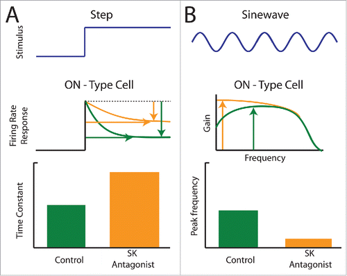 Figure 4. Application of SK channel antagonists alters adaptation and frequency tuning of ELL pyramidal cells to changes in stimulus mean (i.e., 1st order). (A) Firing rate responses (middle) of an ON-type pyramidal cell to a 1st order step stimulus (blue, top) under control (green) conditions and after application of an SK antagonist (orange). The antagonist increased the time constant and decreased the level of adaptation. (B) Frequency tuning (middle) of an ON-type pyramidal cell to a 1st order sinusoidal stimulus (blue, top) under control (green) conditions and after SK channel antagonist application (orange). SK channel antagonist application increased tuning to low frequencies, thereby lowering the frequency at which frequency tuning is maximum (compare position of green and orange arrows).