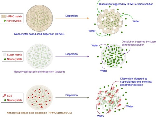 Figure 8 Matrix structure and dissolution of nanocrystal-based solid dispersion.Abbreviations: HPMC, hydroxypropylmethylcellulose; SCS, sodium carboxymethyl starch.