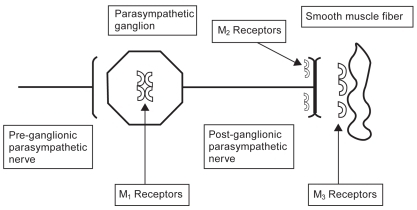 Figure 1 Pulmonary muscarinic cholinergic receptors. M1 and M3 receptors mediate bronchoconstriction and mucus production in the lung. M2 receptors inhibit M1 and M3 receptors via negative feedback. Ipratropium inhibits all three muscarinic receptors. Tiotropium quickly dissociates from the M2 receptor but continues to antagonize the M1 and M3 receptor. Thus, tiotropium blocks bronchoconstriction and allows inhibition of bronchoconstriction to continue. The slow dissociation of tiotropium from the M1 and M3 receptors accounts for its long half-life.