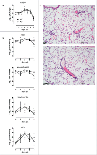 Figure 1. Viral titers and lung infiltrate in HRSV infections. (A) WT and uPAR−/− mice were inoculated intranasally with 3×107 p.f.u. per mouse. Lungs were harvested at the indicated dpi and homogenized, after which viral titers were determined. (B) The total number of cells, and the number of macrophages, neutrophils, and NK cells in BAL was determined at the indicated dpi. Day 0 corresponds to uninfected mice. Shown are the medians (interquartile range) of data points from 5 to 10 mice. Comparisons between groups were done using the Mann-Whitney test, ∗ p < 0.05 WT vs uPAR−/−. (C) Lungs were harvested at 1 dpi and stained with H&E. Representative WT and uPAR−/− mice airways are shown.
