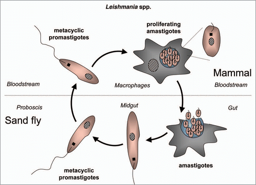 Figure 8 Diagram of the life cycle of Leishmania spp.