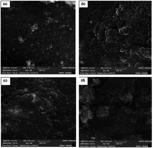 Figure 7 FE-SEM result of (A) γ-Fe2O3@Au/PβCD, (B) γ-Fe2O3@Au/PβCD/PAA-SDN, (C) γ-Fe2O3@Au/PβCD/PAA-SDN/PEI-βCD and (D) nanocapsule.