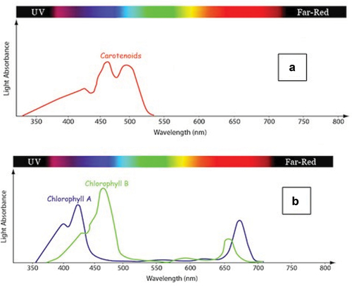 Figure 2. Absorption spectrum of photosynthetic organs (adopted from https://www.ledgrowlightshq.co.uk/chlorophyll-plant-pigments/).